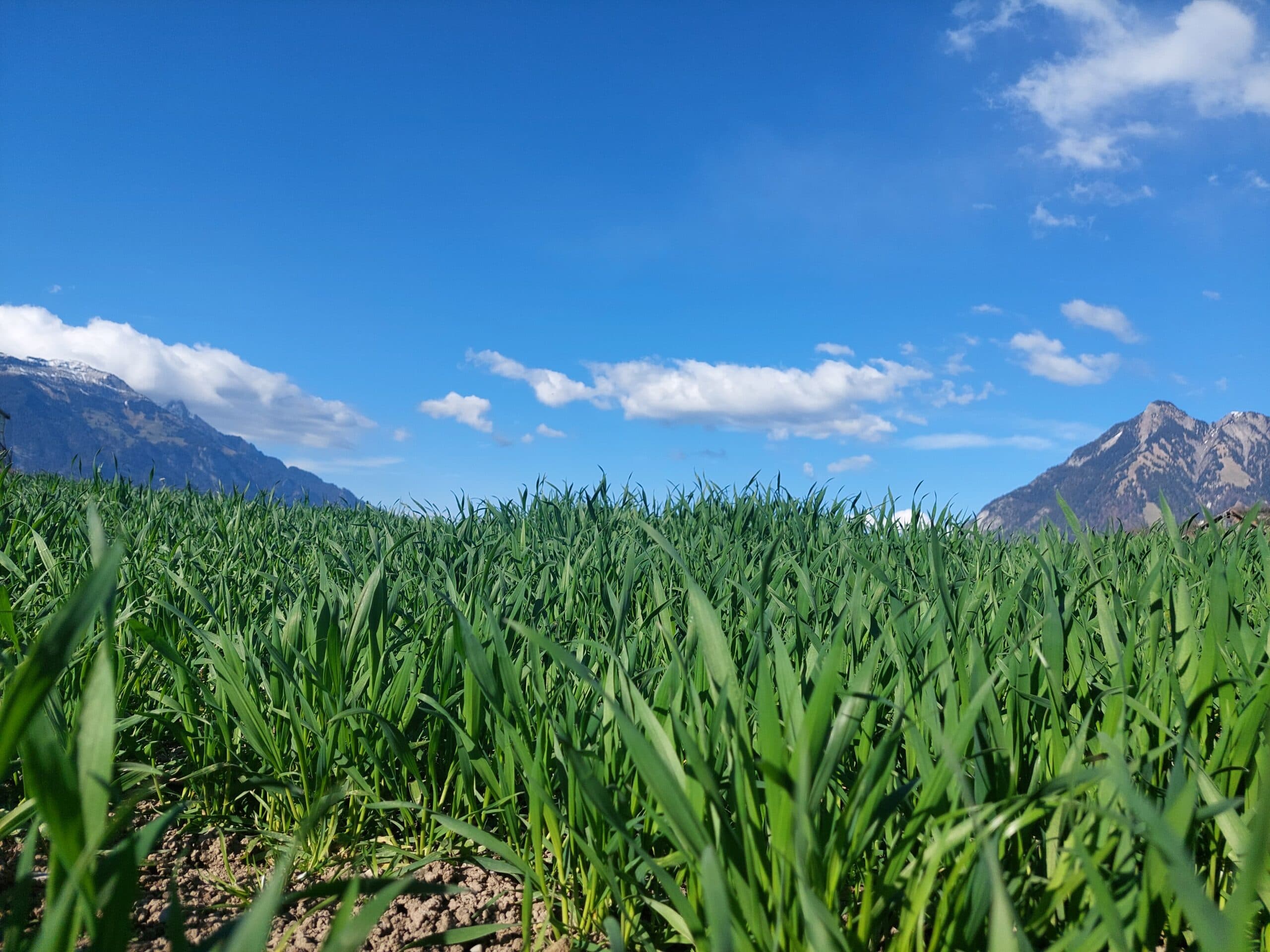 Kornfeld Sachseln